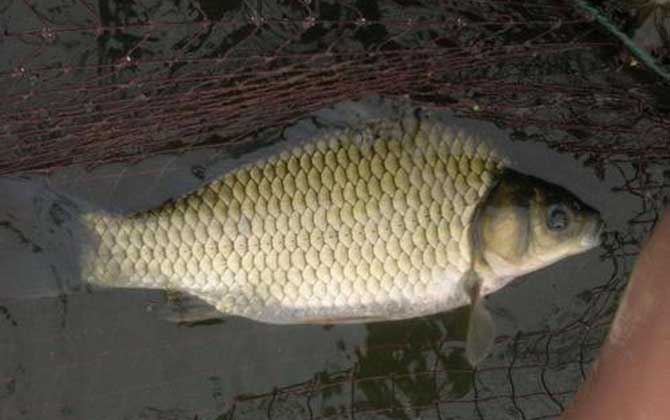 黑坑钓鲫鱼用吃铅多大的浮漂？