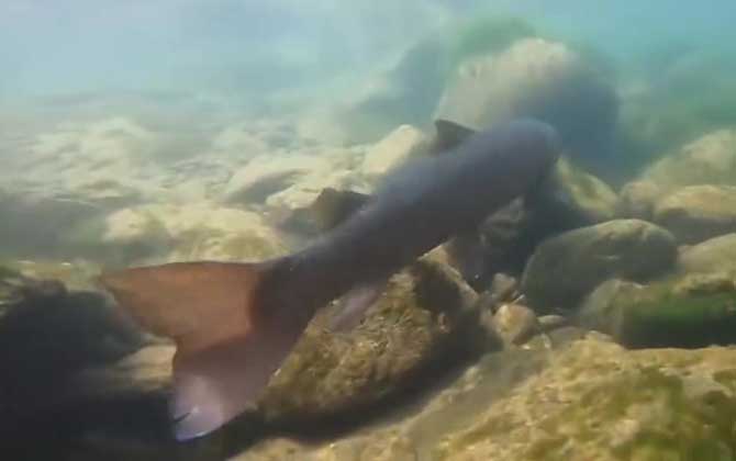 哲罗鲑能吃吗？