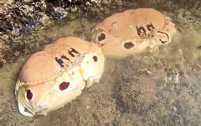 面包蟹怎么区分公母？