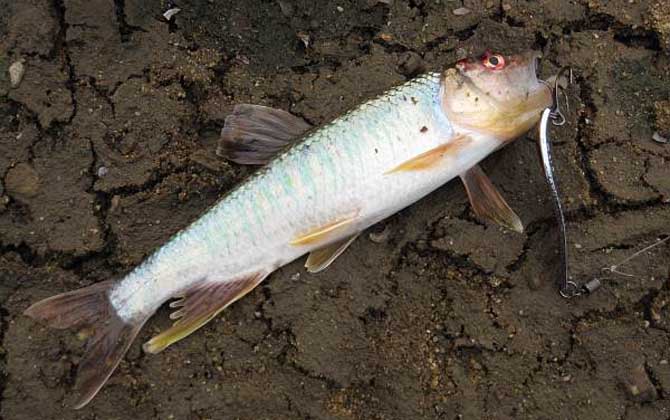 为什么很多人放弃路亚?