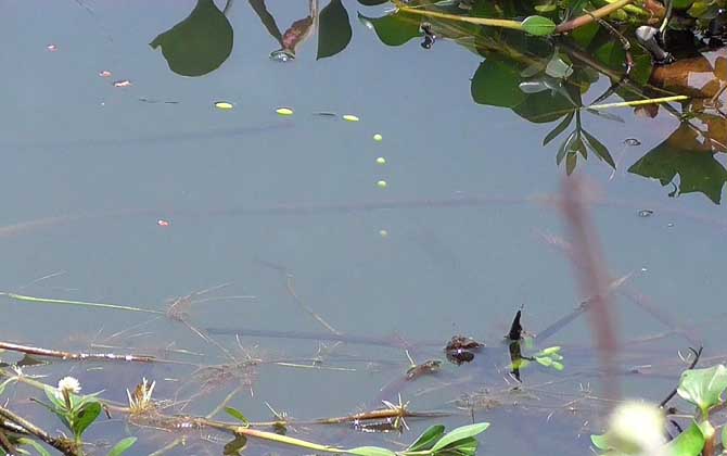 钓鱼方法及技巧大全