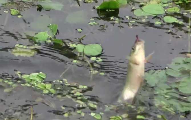 初秋钓鱼什么风向好?