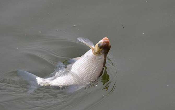 遛鱼的方法和技巧