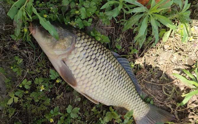 野钓一连几天没口怎么回事？