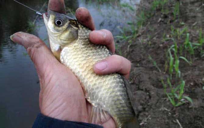 蚯蚓钓鲫鱼最佳挂钩方法