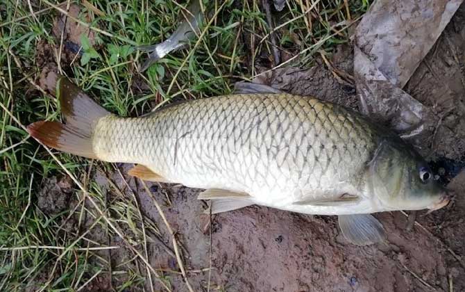 夏季涨水后钓鱼