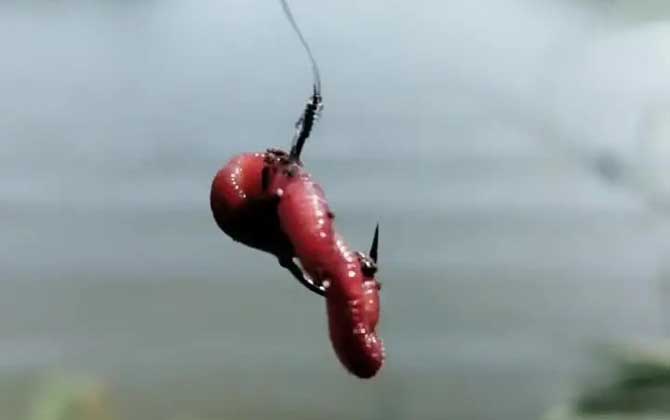 蚯蚓野钓为什么没有鱼吃？