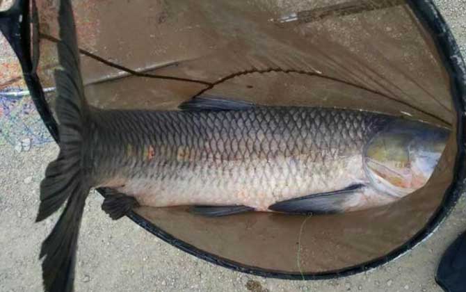 冬季钓青鱼的技巧和方法