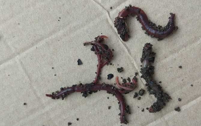 蚯蚓诱鱼的范围及钓法