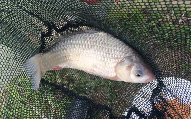 菜籽饼打窝钓什么鱼