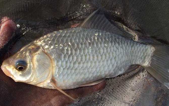 秋冬季节钓鲫鱼用什么窝料