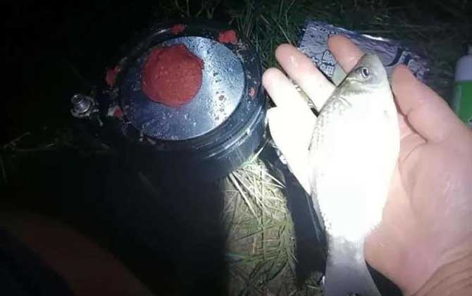 夏天晚上钓鱼用什么饵料好