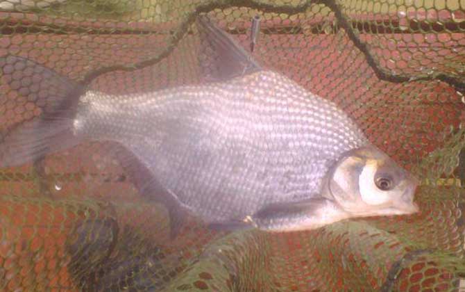 黑坑钓鳊鱼用什么饵料