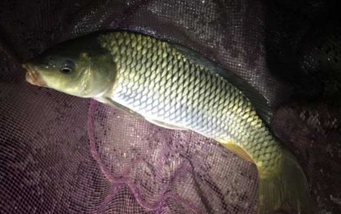 夜晚钓鲤鱼用什么饵料最好