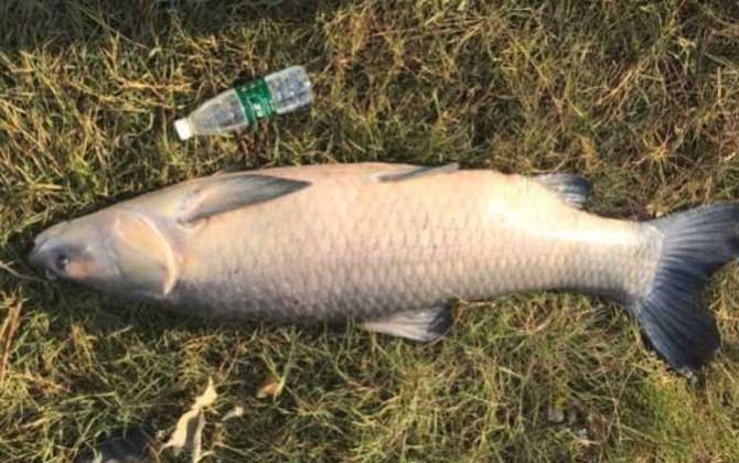 钓青鱼用螺蛳好还是螺蛳肉好