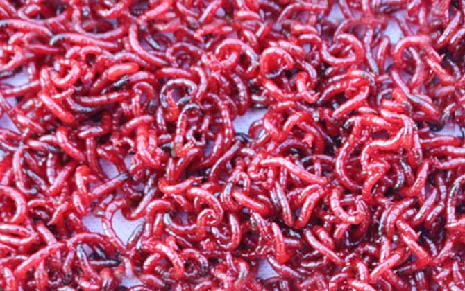 红虫可以用手抓吗