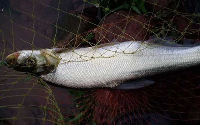 黑坑钓翘嘴用什么打窝