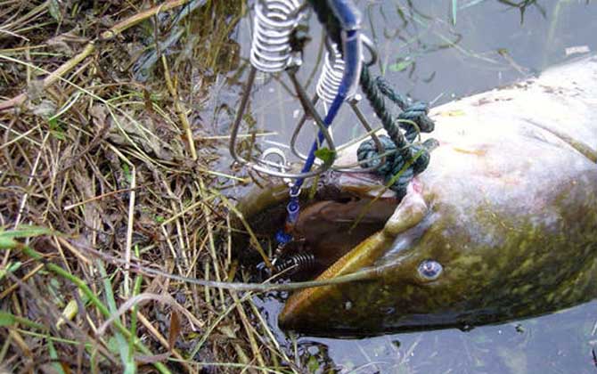 野钓鲶鱼用什么饵料最好