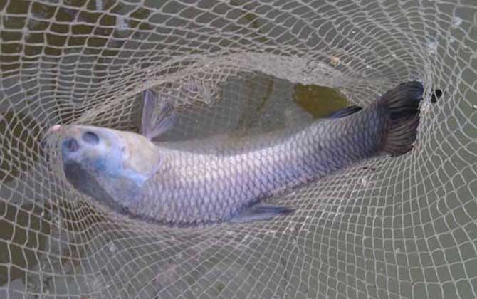 钓草鱼用什么小药效果好