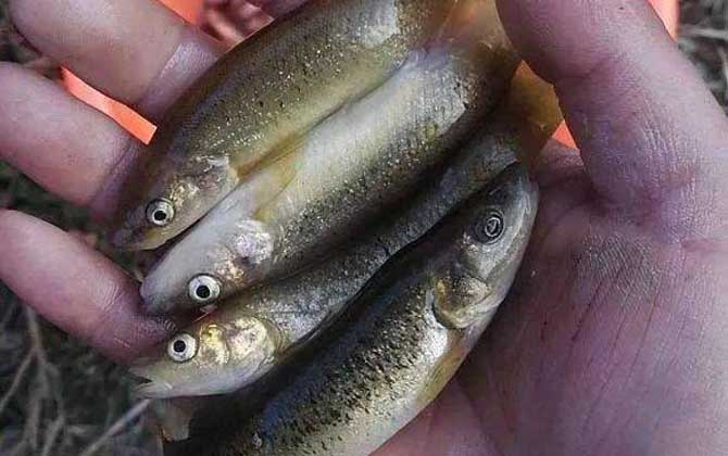 钓柳根鱼用什么打窝