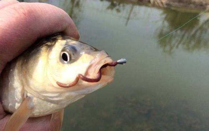 新手野钓用什么鱼饵最好