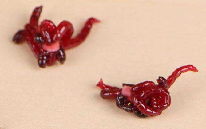 低温钓草鱼什么饵料最好