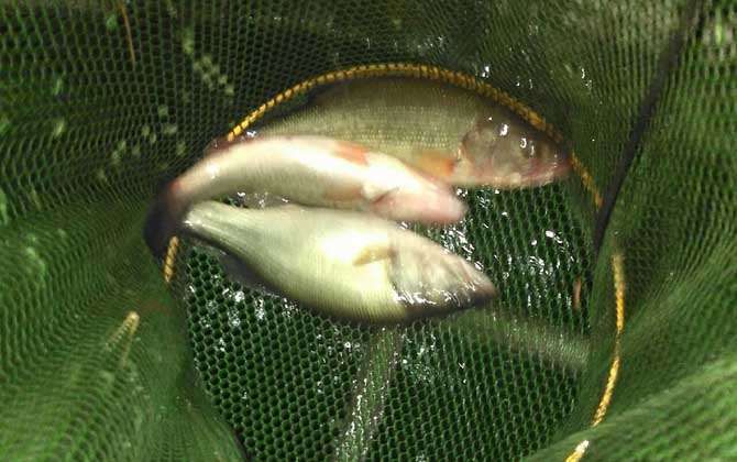 钓鲈鱼的最佳饵料是什么