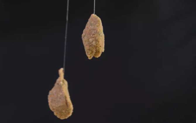 夏季钓鱼用腥味还是香味饵料