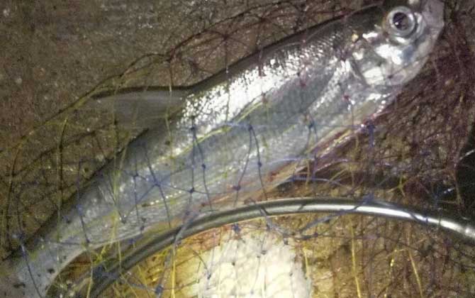 晚上用什么路亚钓翘嘴鱼好