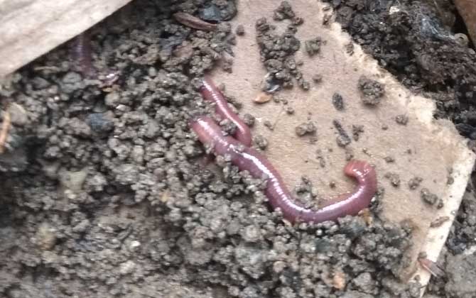 花盆怎么养蚯蚓来钓鱼