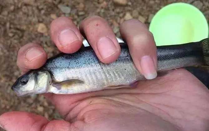 钓柳根鱼用什么饵料