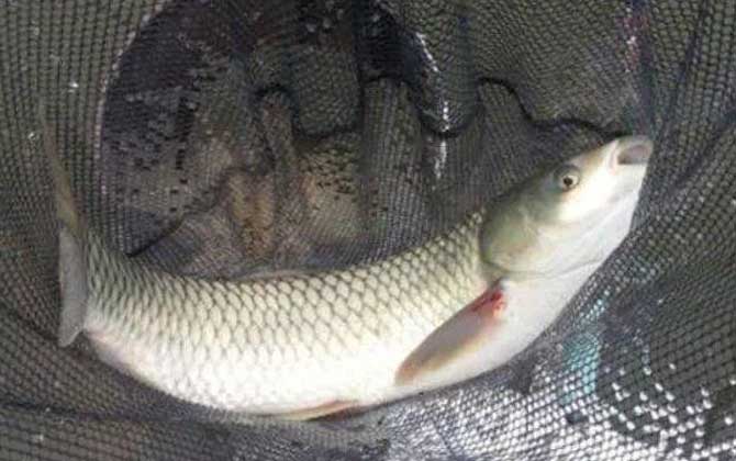 冬季钓草鱼用什么鱼饵最好