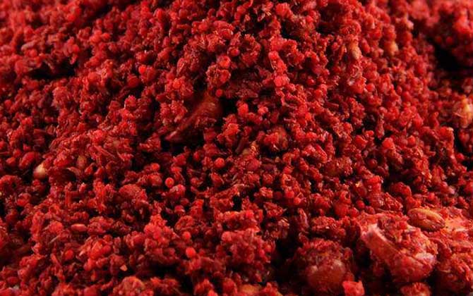 冬天什么打窝最诱鱼