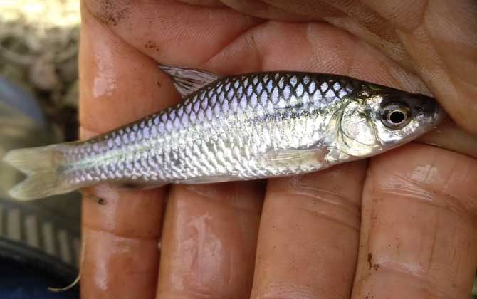 钓麦穗鱼用面筋饵可以吗