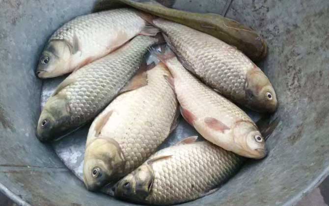 初春钓鲫鱼用什么饵料最好