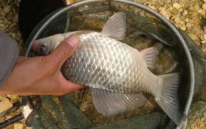 夏天钓鲫鱼用什么味道
