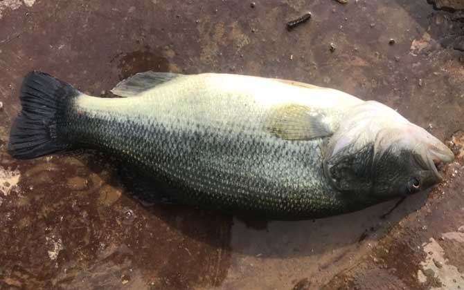 淡水鲈鱼吃什么饵料