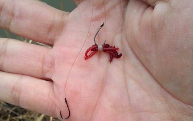 黑坑为什么不让用红虫
