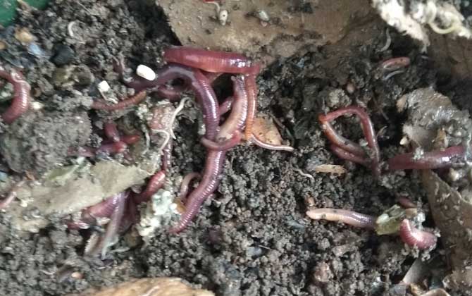 蚯蚓死了还能不能钓鱼
