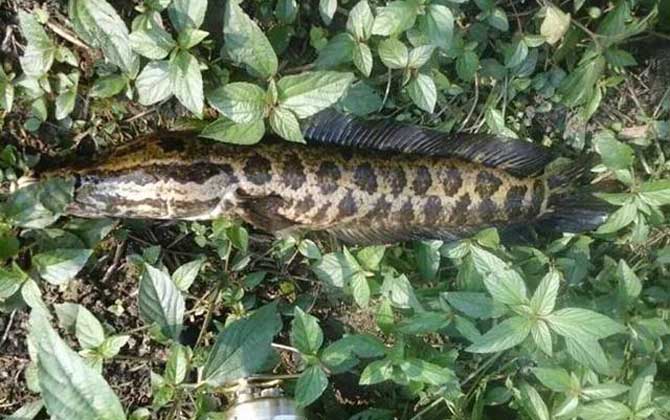 钓黑鱼用什么竿最好