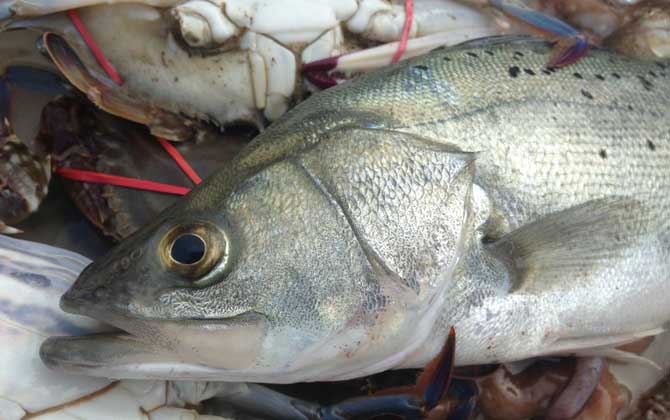 钓鲈鱼用几号钩几号线合适