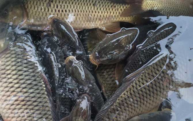 水库钓鲤鱼用几米手竿