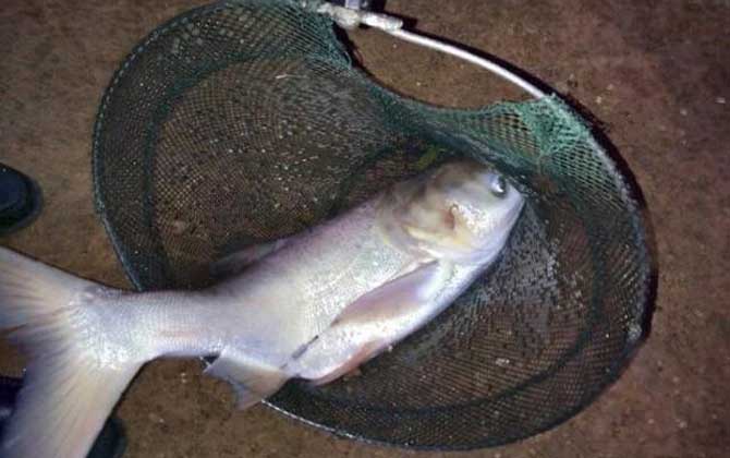 钓鲢鳙用7米2鱼竿还是6米3鱼竿