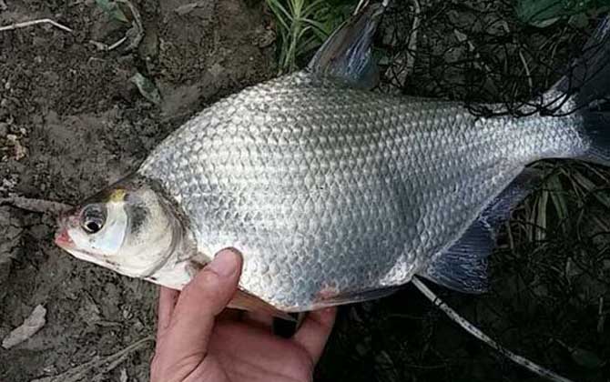 钓鳊鱼用几克漂比较好