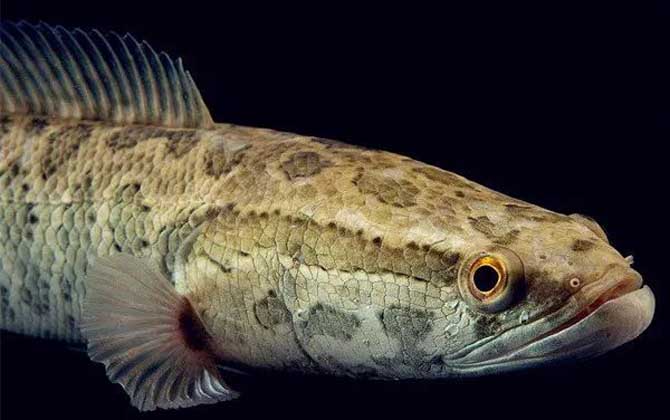 斑鳢是什么鱼