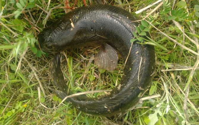 蛇头鱼可以吃吗