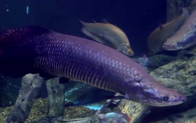 巨骨舌鱼的寿命能活多久