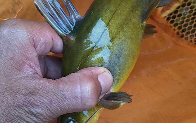 昂刺鱼上面黄的有害吗