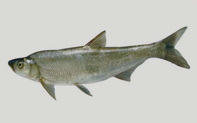 多鳞白鱼