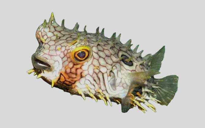 安地列斯短刺鲀